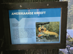 Explanation on the American Lobster at the Oceanium at the Diergaarde Blijdorp zoo