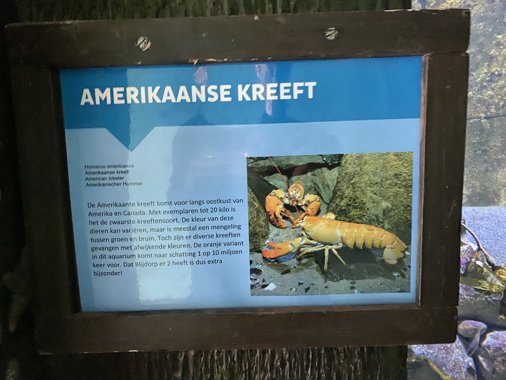 Explanation on the American Lobster at the Oceanium at the Diergaarde Blijdorp zoo