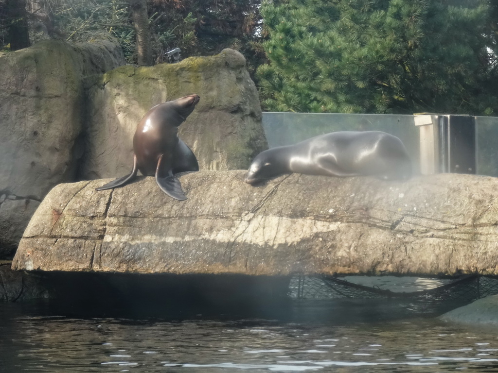 California Sea Lions at the Oceanium at the Diergaarde Blijdorp zoo, during the feeding