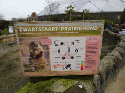 Explanation on the Black-tailed Prairie Dog at the North America area at the Diergaarde Blijdorp zoo