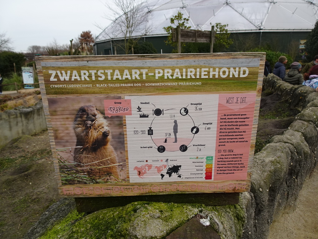Explanation on the Black-tailed Prairie Dog at the North America area at the Diergaarde Blijdorp zoo