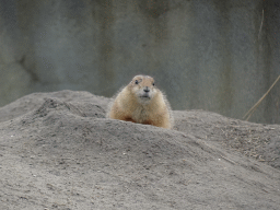 Black-tailed Prairie Dog at the North America area at the Diergaarde Blijdorp zoo