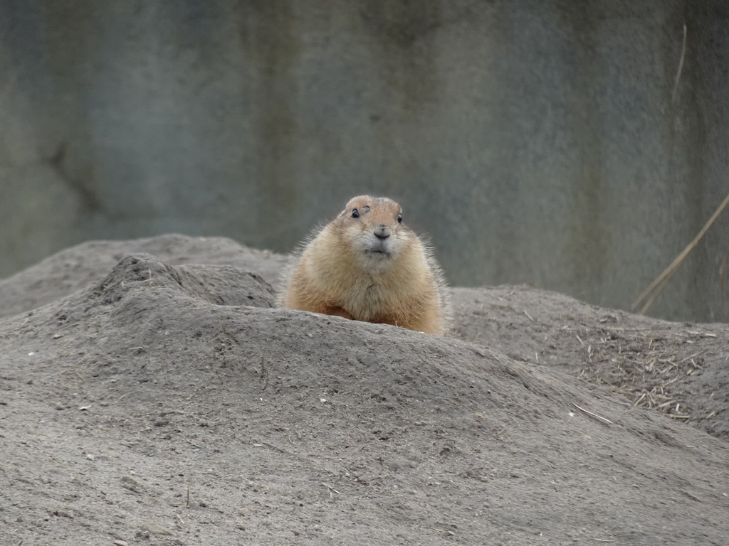 Black-tailed Prairie Dog at the North America area at the Diergaarde Blijdorp zoo