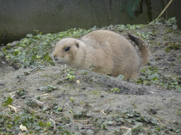 Black-tailed Prairie Dog at the North America area at the Diergaarde Blijdorp zoo