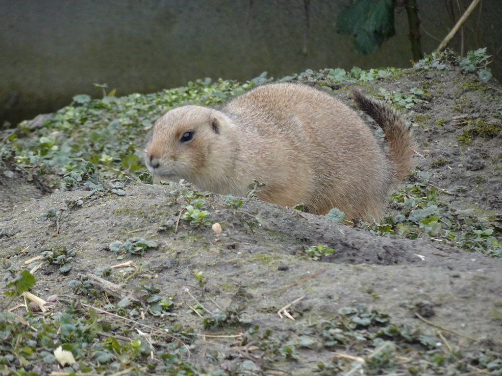 Black-tailed Prairie Dog at the North America area at the Diergaarde Blijdorp zoo