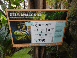 Explanation on the Yellow Anaconda at the Amazonica building at the South America area at the Diergaarde Blijdorp zoo
