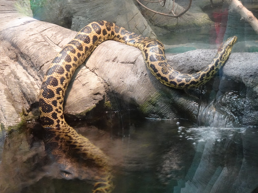 Yellow Anaconda at the Amazonica building at the South America area at the Diergaarde Blijdorp zoo