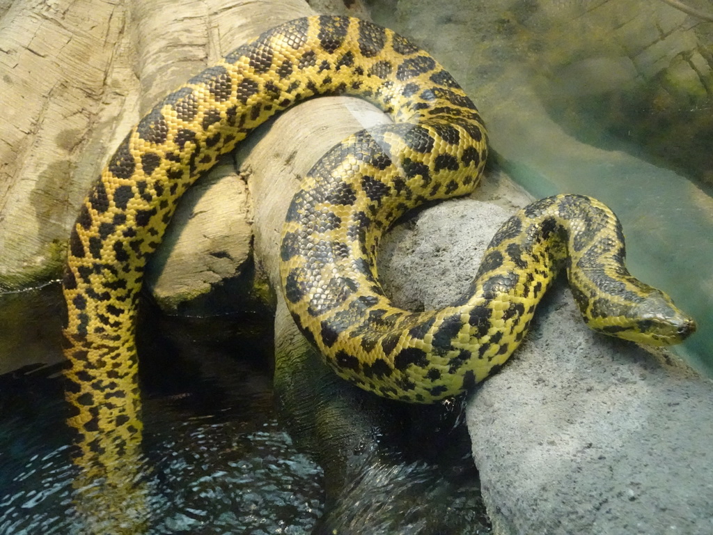 Yellow Anaconda at the Amazonica building at the South America area at the Diergaarde Blijdorp zoo