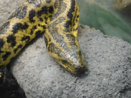 Head of the Yellow Anaconda at the Amazonica building at the South America area at the Diergaarde Blijdorp zoo