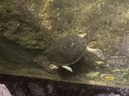 rotterdam_13_097 - 337 kb - 1024x768 - Spot-legged Turtle at the Amazonica building at the South America area at the Diergaarde Blijdorp zoo Spot-legged Turtle at the Amazonica building at the South America area at the Diergaarde Blijdorp zoo