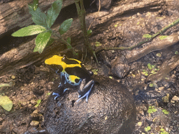 Dying Poison Frog at the Amazonica building at the South America area at the Diergaarde Blijdorp zoo