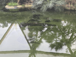 Fishes at the Amazonica building at the South America area at the Diergaarde Blijdorp zoo