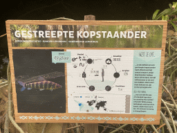 Explanation on the Banded Leporinus at the Amazonica building at the South America area at the Diergaarde Blijdorp zoo