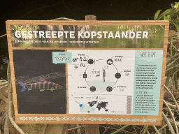 rotterdam_13_103 - 353 kb - 1024x768 - Explanation on the Banded Leporinus at the Amazonica building at the South America area at the Diergaarde Blijdorp zoo Explanation on the Banded Leporinus at the Amazonica building at the South America area at the Diergaarde Blijdorp zoo