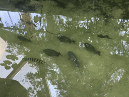 Banded Leporinus and Piranhas at the Amazonica building at the South America area at the Diergaarde Blijdorp zoo