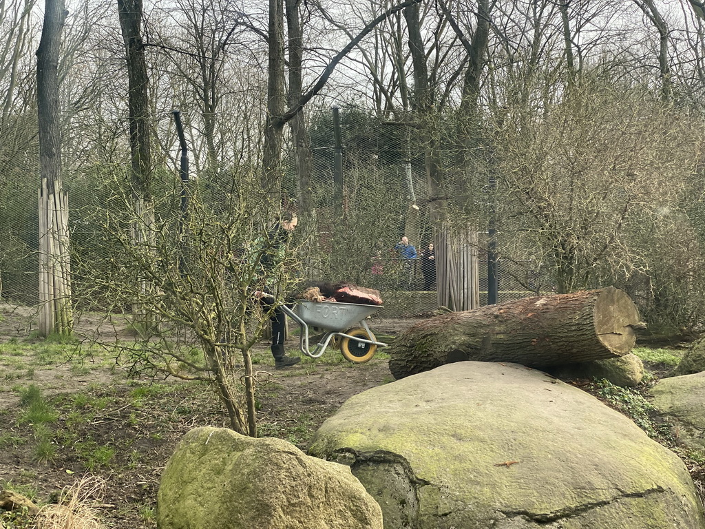 Zookeeper feeding the Asiatic Lions at the Asia area at the Diergaarde Blijdorp zoo