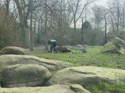Zookeeper feeding the Asiatic Lions at the Asia area at the Diergaarde Blijdorp zoo