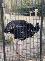 Ostriches and Chapman`s Zebra at the Africa area at the Diergaarde Blijdorp zoo