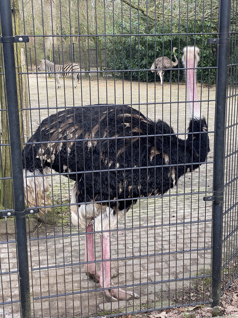 Ostriches and Chapman`s Zebra at the Africa area at the Diergaarde Blijdorp zoo