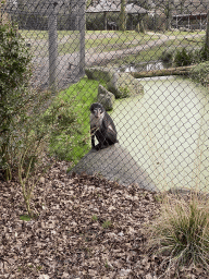 White-crowned Mangabey at the Africa area at the Diergaarde Blijdorp zoo