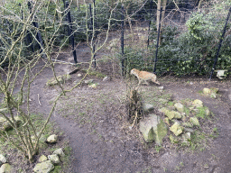 Spotted Hyena at the Africa area at the Diergaarde Blijdorp zoo