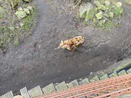 Spotted Hyena at the Africa area at the Diergaarde Blijdorp zoo