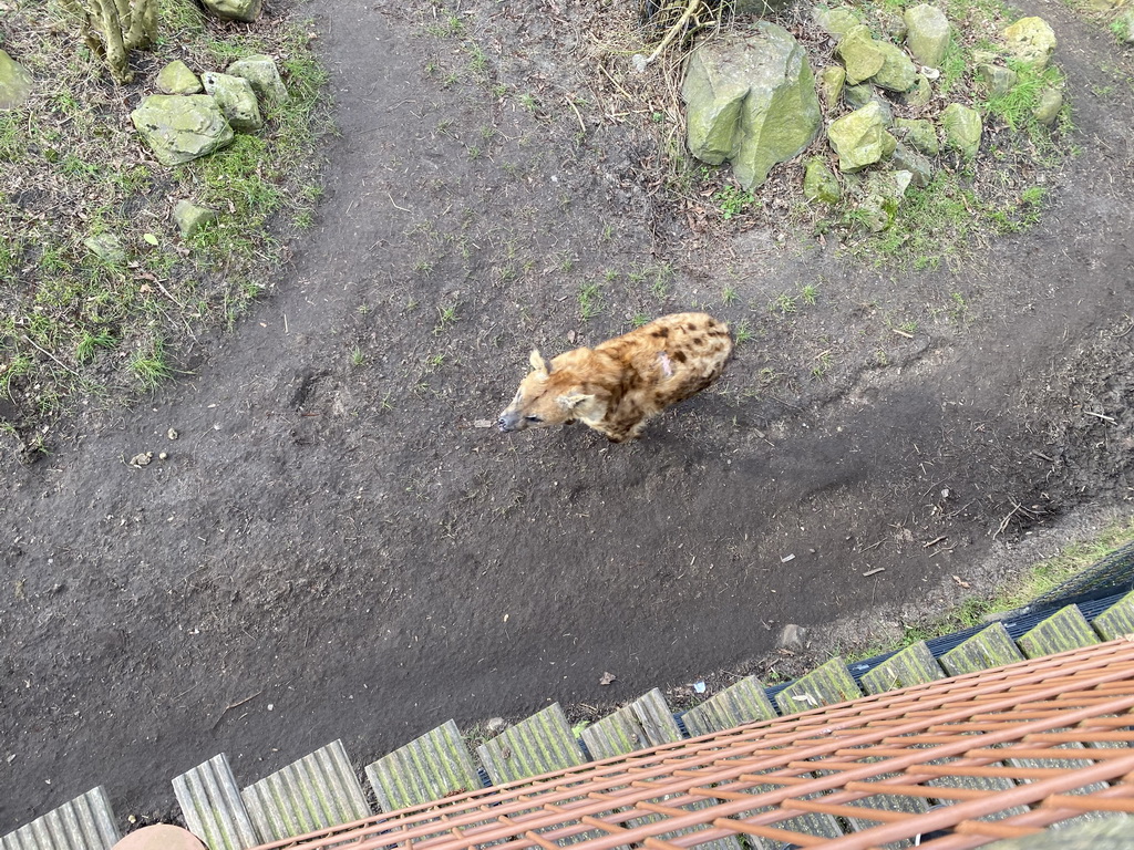 Spotted Hyena at the Africa area at the Diergaarde Blijdorp zoo