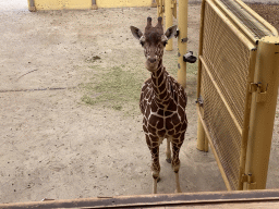 Giraffe at the Africa area at the Diergaarde Blijdorp zoo