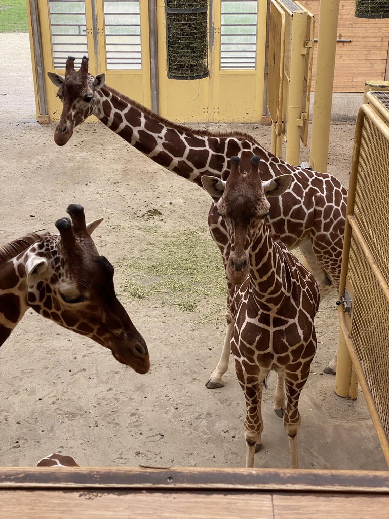 Giraffes at the Africa area at the Diergaarde Blijdorp zoo