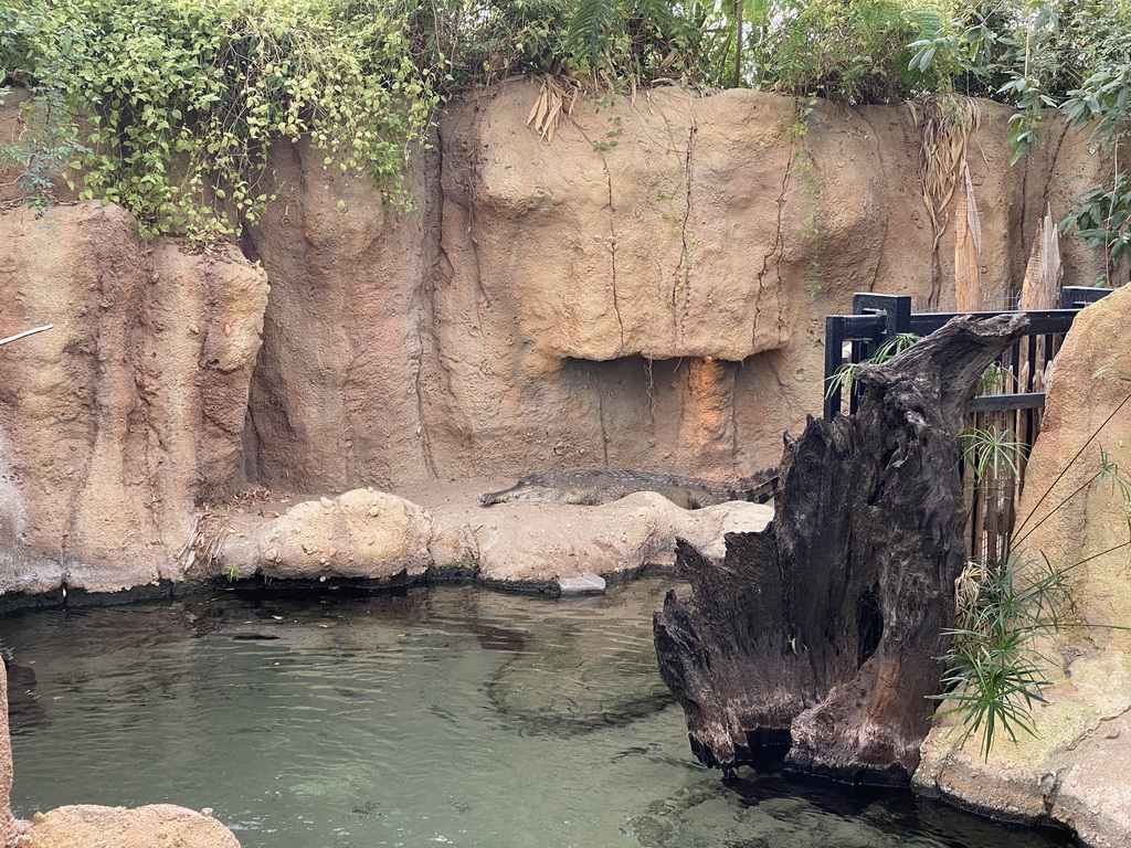 Slender-snouted Crocodile at the Crocodile River at the Africa area at the Diergaarde Blijdorp zoo