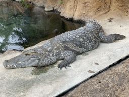 Nile Crocodile at the Crocodile River at the Africa area at the Diergaarde Blijdorp zoo