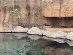 Nile Crocodile at the Crocodile River at the Africa area at the Diergaarde Blijdorp zoo