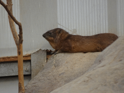 Rock Hyrax at the Crocodile River at the Africa area at the Diergaarde Blijdorp zoo