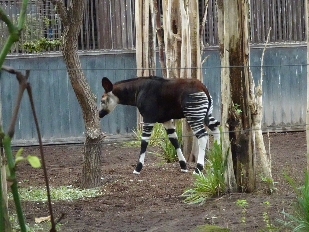 Okapi at the Congo section at the Africa area at the Diergaarde Blijdorp zoo