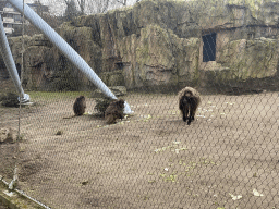 Geladas eating at the Africa area at the Diergaarde Blijdorp zoo
