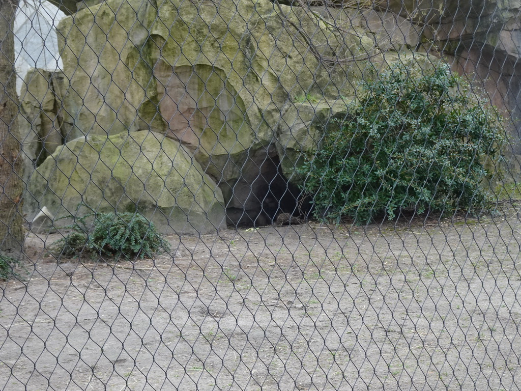 Mother and baby Gelada in a cave at the Africa area at the Diergaarde Blijdorp zoo