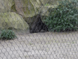 Mother and baby Gelada in a cave at the Africa area at the Diergaarde Blijdorp zoo