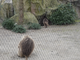 Geladas at the Africa area at the Diergaarde Blijdorp zoo