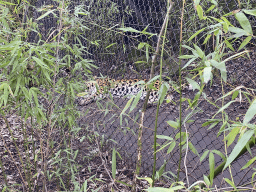 Amur Leopard at the Asia area at the Diergaarde Blijdorp zoo