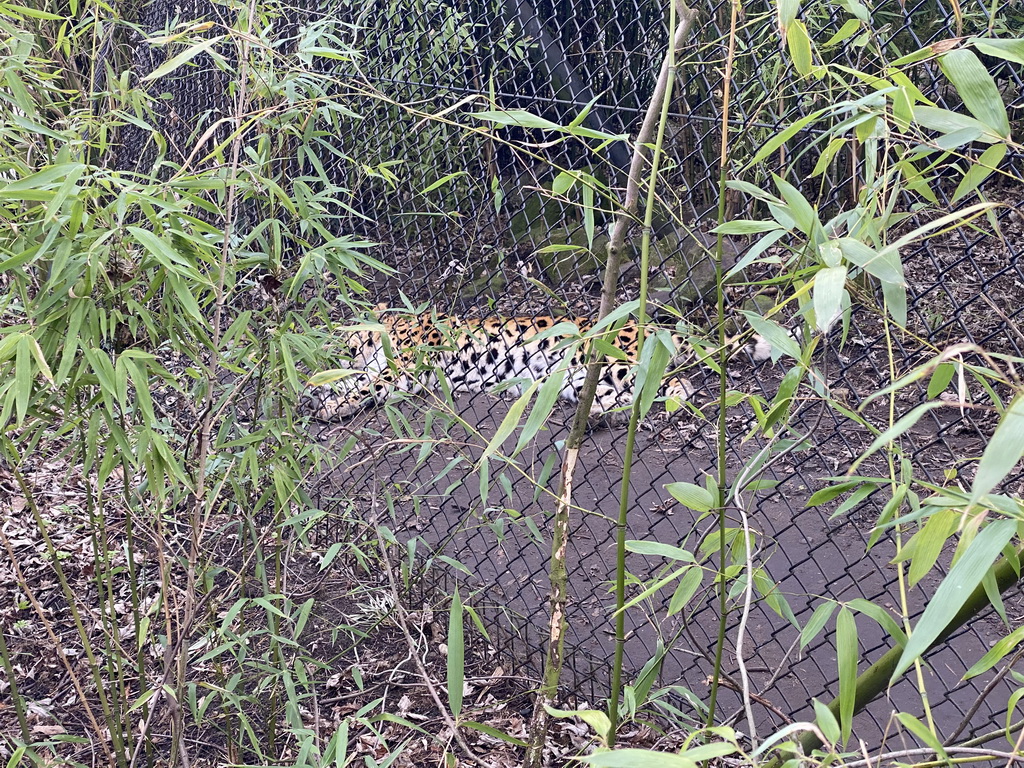 Amur Leopard at the Asia area at the Diergaarde Blijdorp zoo