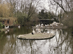 Dalmatian Pelicans and Great Cormorants at the Asia area at the Diergaarde Blijdorp zoo
