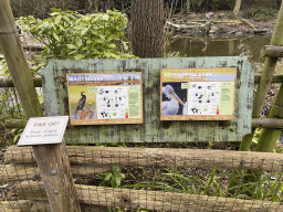 Explanation on the Great Cormorant and Dalmatian Pelican at the Diergaarde Blijdorp zoo