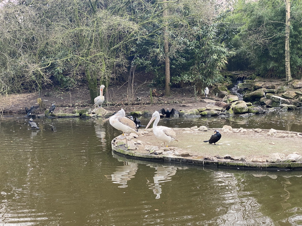 Dalmatian Pelicans and Great Cormorants at the Asia area at the Diergaarde Blijdorp zoo