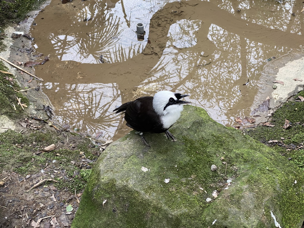 Sumatran Laughingthrush at the Asia area at the Diergaarde Blijdorp zoo