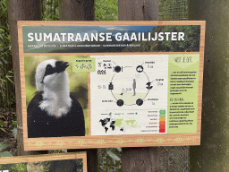 Explanation on the Sumatran Laughingthrush at the Asia area at the Diergaarde Blijdorp zoo