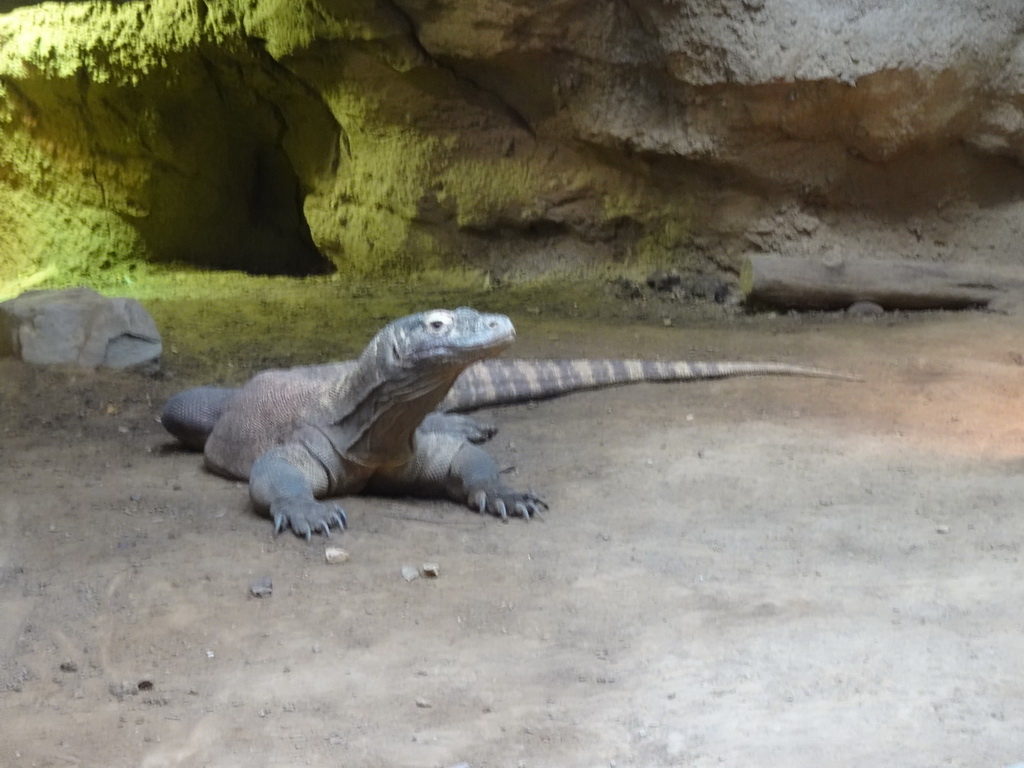 Komodo Dragon at the Asia House at the Asia area at the Diergaarde Blijdorp zoo