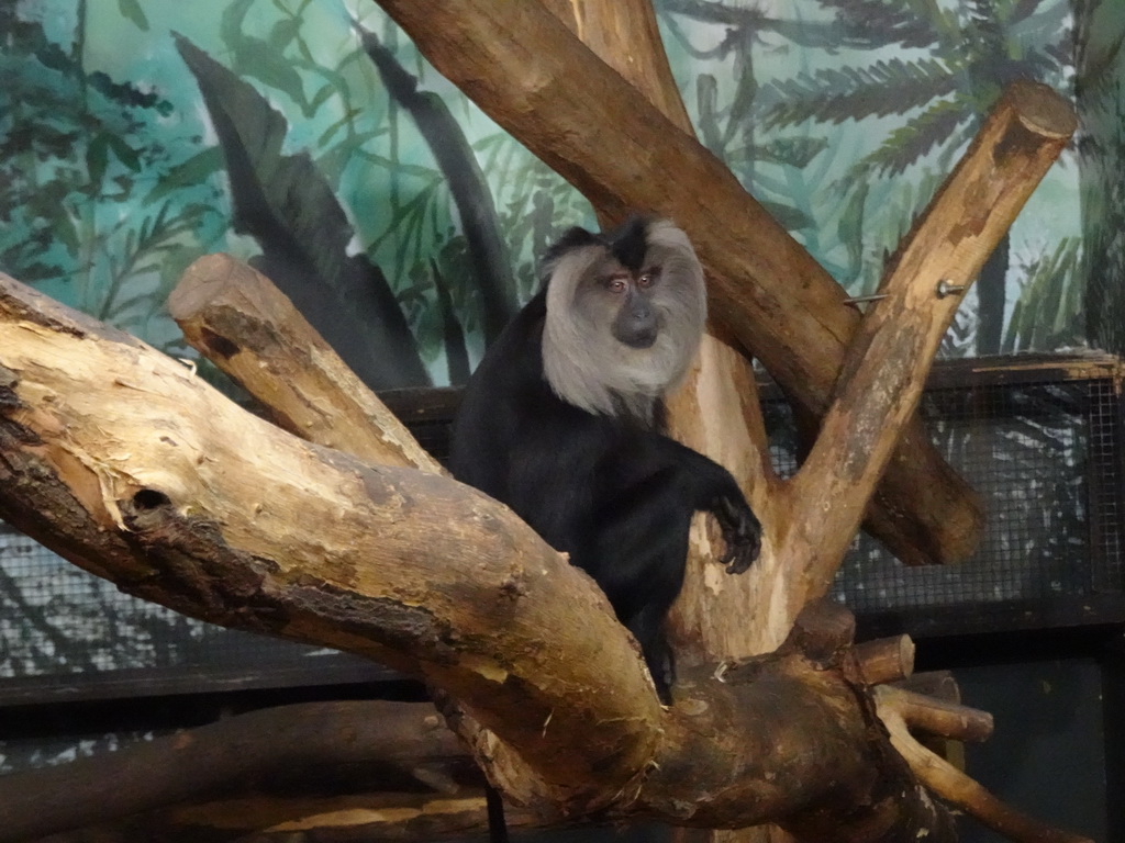 Lion-tailed Macaque at the Asia House at the Asia area at the Diergaarde Blijdorp zoo