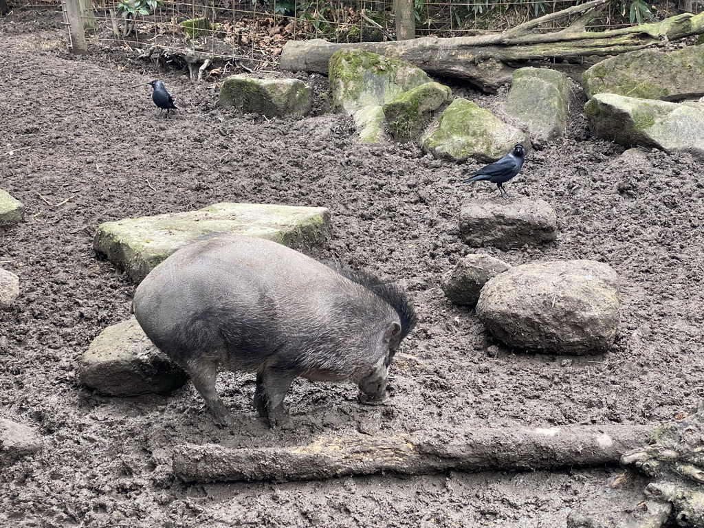 Visayan Warty Pig at the Asia area at the Diergaarde Blijdorp zoo