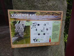 Explanation on the Fishing Cat at the Asia area at the Diergaarde Blijdorp zoo