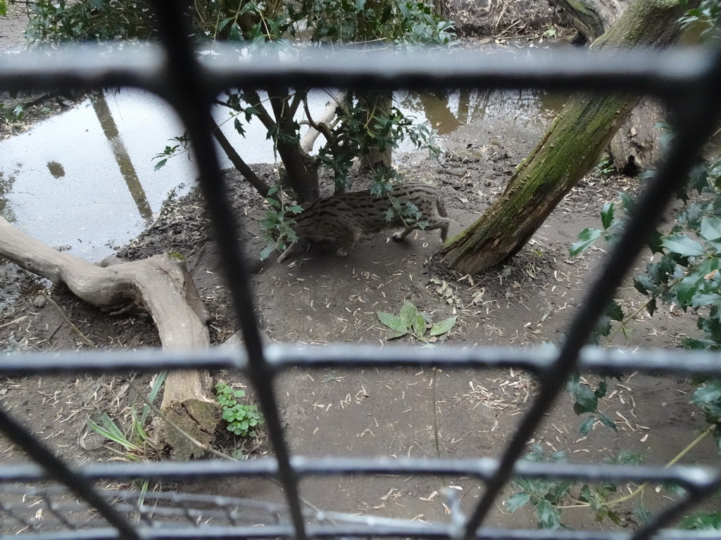 Fishing Cat at the Asia area at the Diergaarde Blijdorp zoo